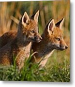 Fox Cubs At Sunrise Metal Print