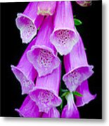 Fox Glove Flower Metal Print