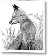 Fox In Grass Metal Print
