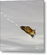 Fox In The Snow-signed Metal Print