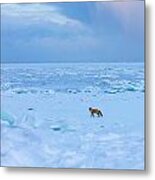 Fox Of The North Country Iv Metal Print