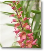 Foxglove (digitalis 'illumination Flame') In Flower Metal Print