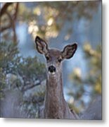 Framed Deer Head And Shoulders Metal Print