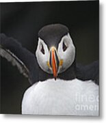 Frankenpuffin... Metal Print