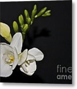 Freesia On Black Metal Print