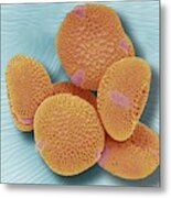 Fremontodendron Pollen Grains Metal Print