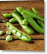 Fresh Broad Beans In Their Pods Metal Print