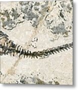 Freshwater Dinosaur Fossil Metal Print