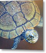 Freshwater Turtle 2 Metal Print
