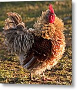 Frizzle Rooster Metal Print
