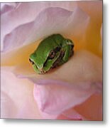Frog And Rose Photo 2 Metal Print