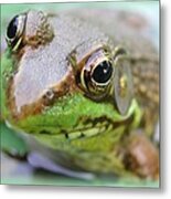 Frog Face Metal Print