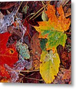 Frost On Leaves, Vermont, Usa Metal Print