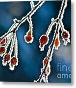 Frosted Berries Metal Print