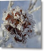 Frosted Willow Rose Metal Print