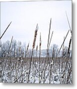 Frosty Cattails Metal Print