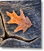 Frosty Leaf On Tree Trunk Metal Print