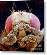 Fruit Fly Drosophila Melanogaster Metal Print