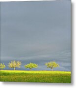 Fruit Trees With Stormy Sky Metal Print