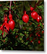 Fuchsia  Bells Metal Print