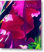 Fuchsia Gladiolas In Part - Five Metal Print