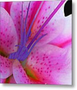 Fuchsia Lily Metal Print