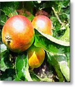 Fugly Manor Apples Metal Print