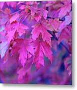 Full Frame Of Maple Leaves In Pink And Metal Print