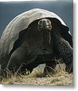 Galapagos Giant Tortoise Smiling Alcedo Metal Print