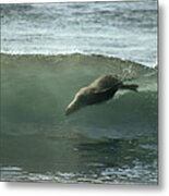 Galapagos Sea Lion Body Surfing Metal Print