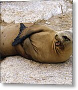 Galapagos Sea Lion Calling Metal Print
