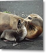 Galapagos Sea Lion Mother And Newborn Metal Print