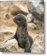 Galapagos Sea Lion Pup Champion Islet Metal Print
