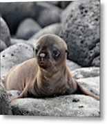 Galapagos Sea Lion Pup Metal Print