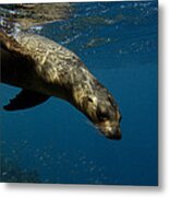 Galapagos Sea Lion Swimming Ecuador Metal Print