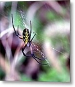 Garden Spider Metal Print
