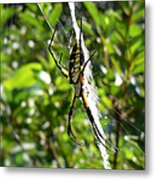 Garden Spider On Web Metal Print