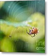 Garden Spider Orbweaver Metal Print