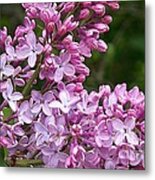 Gathering Lilacs Metal Print