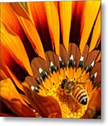 Gazania Pollination Metal Print