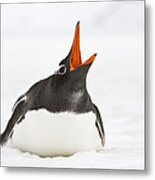 Gentoo Penguin Calling Grytviken South Metal Print