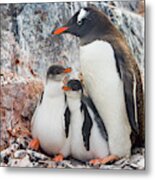 Gentoo Penguin Family  On Booth Isl Metal Print