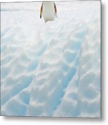 Gentoo Penguin On Blue Iceberg Metal Print