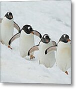 Gentoo Penguin Quartet Booth Isl Metal Print