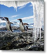 Gentoo Penguins And Icicles, Antarctica Metal Print