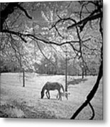 Georgia Horses Metal Print