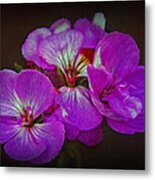 Geranium Blossom Metal Print