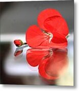 Geranium Reflections Metal Print