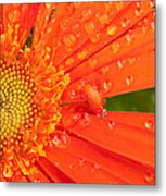 Gerber Daisy Metal Print