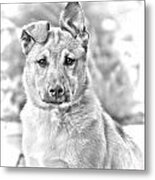 German Shepard Puppy Metal Print